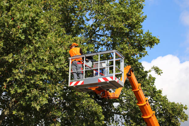 Professional Tree Removal and Landscaping Services in Percy, IL